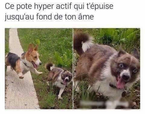 Meme montrant une photo de chien qui semble dépassé par la charge mentale poursuivi par un autre chien qui semble beaucoup trop le solliciter.